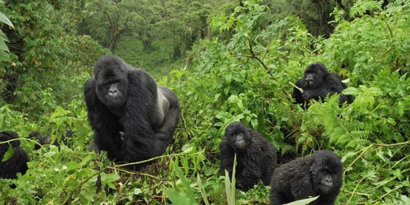 15 Days Uganda Wildlife Safari Holiday Combi with Rwanda Gorilla Trekking